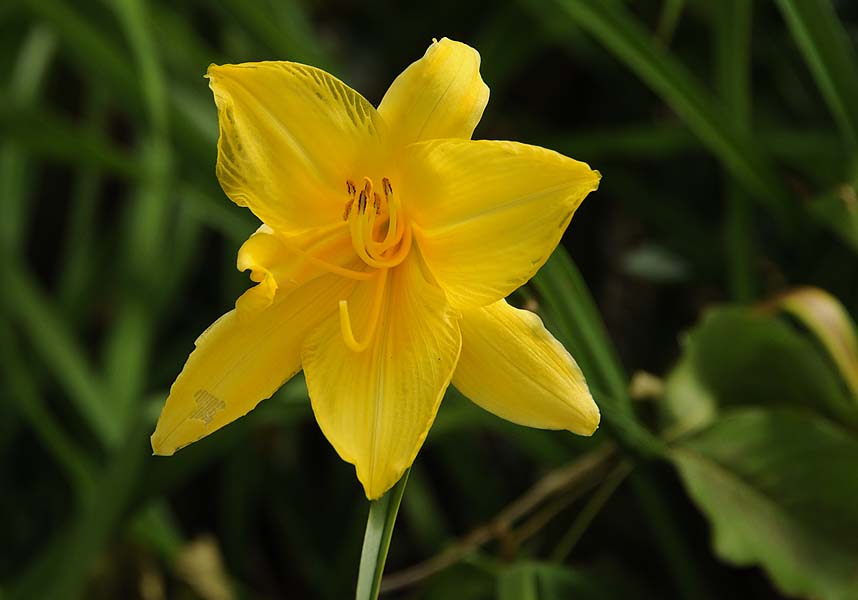 Yellow Lily