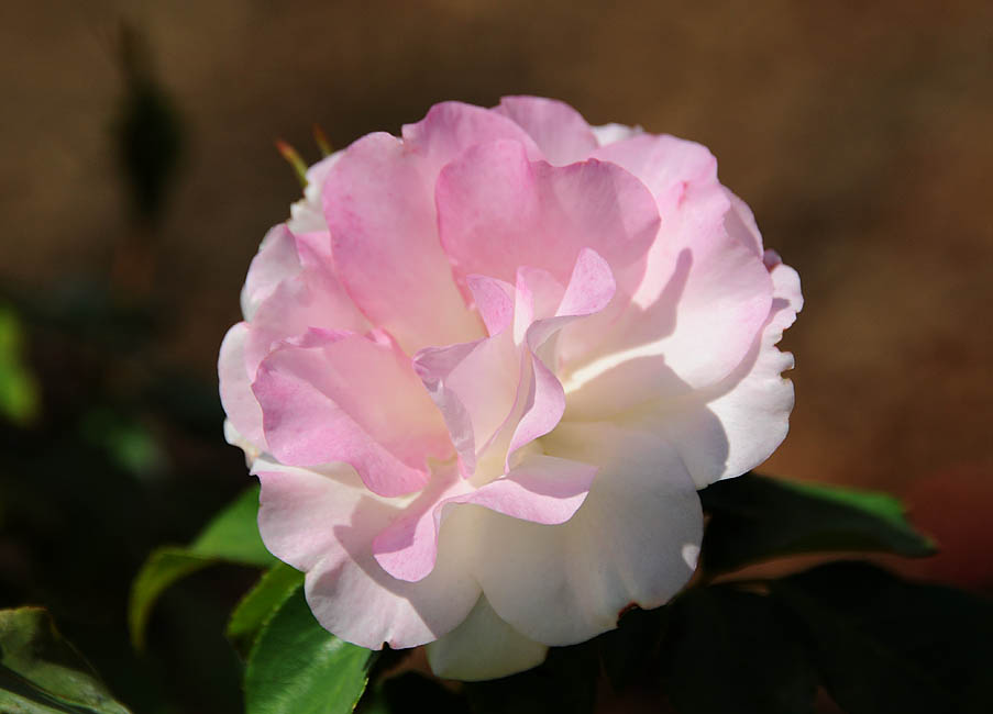 Pink and White Rose