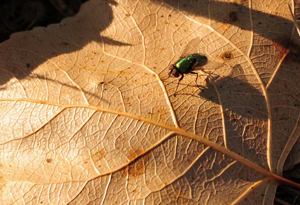 Green Fly On Leaf
