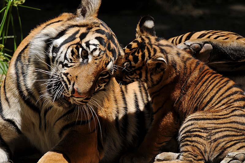 Tiger Motherly Love