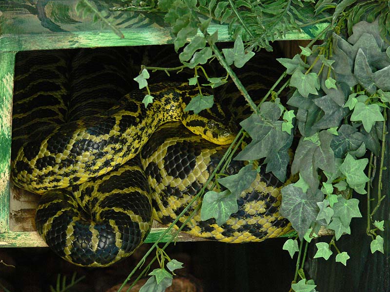 Yellow Anaconda