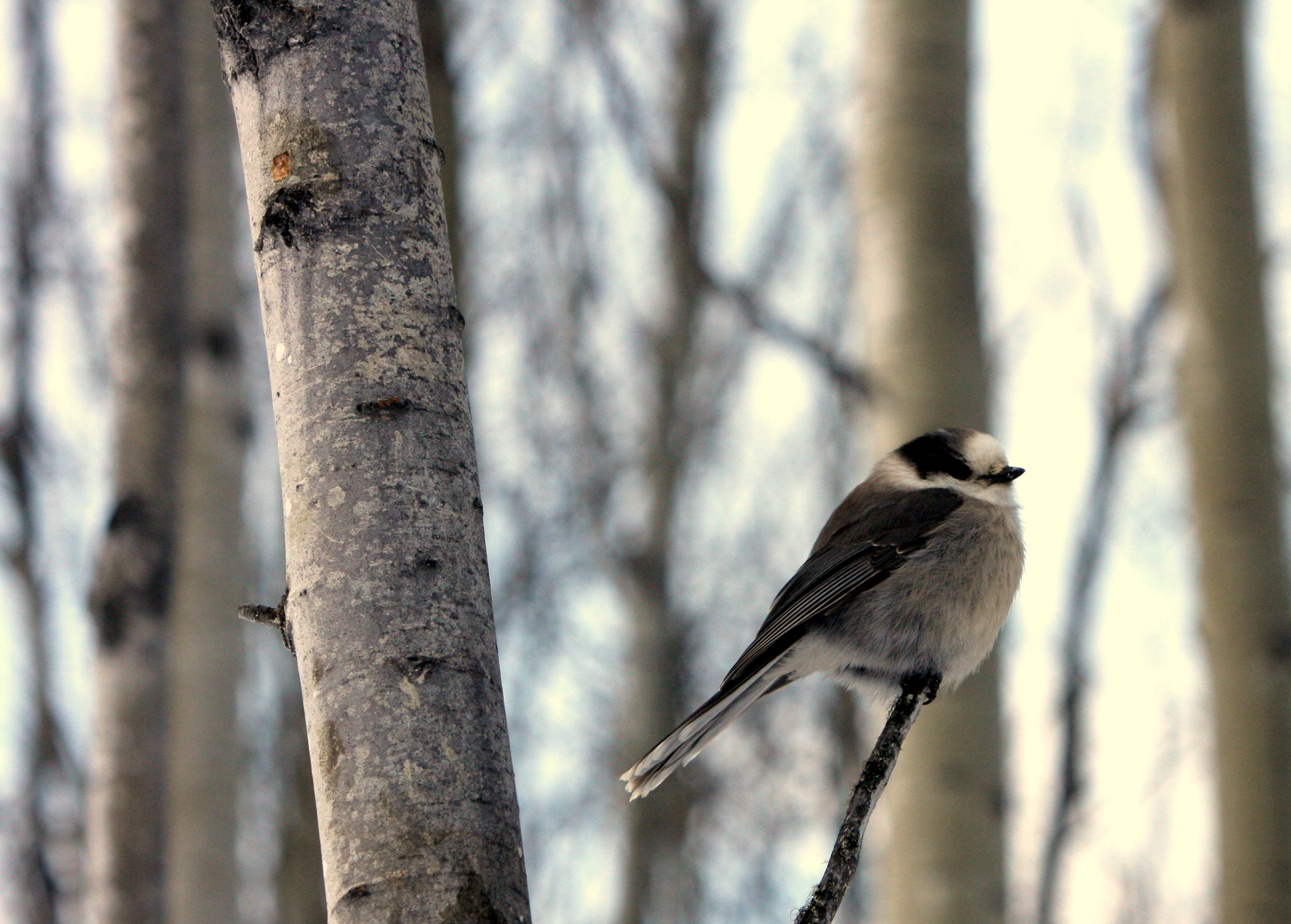 GREY JAY 6.JPG