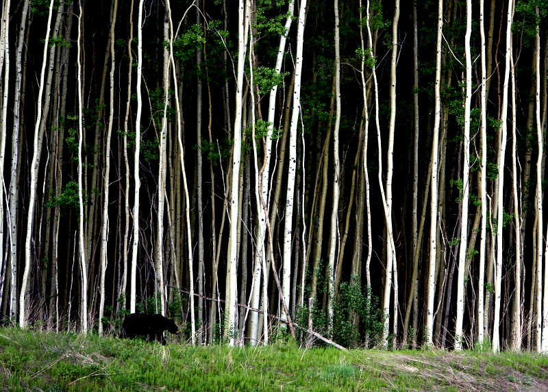 BLACK BEAR AND ASPEN.jpg