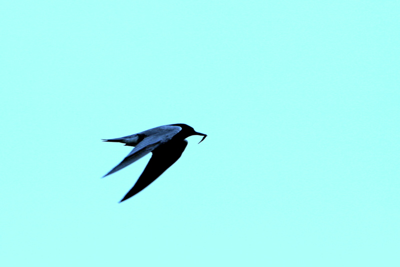 BLACK TERN.jpg