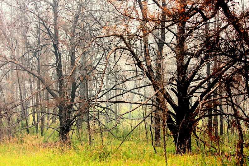 PINE WOOD BURN 1.JPG