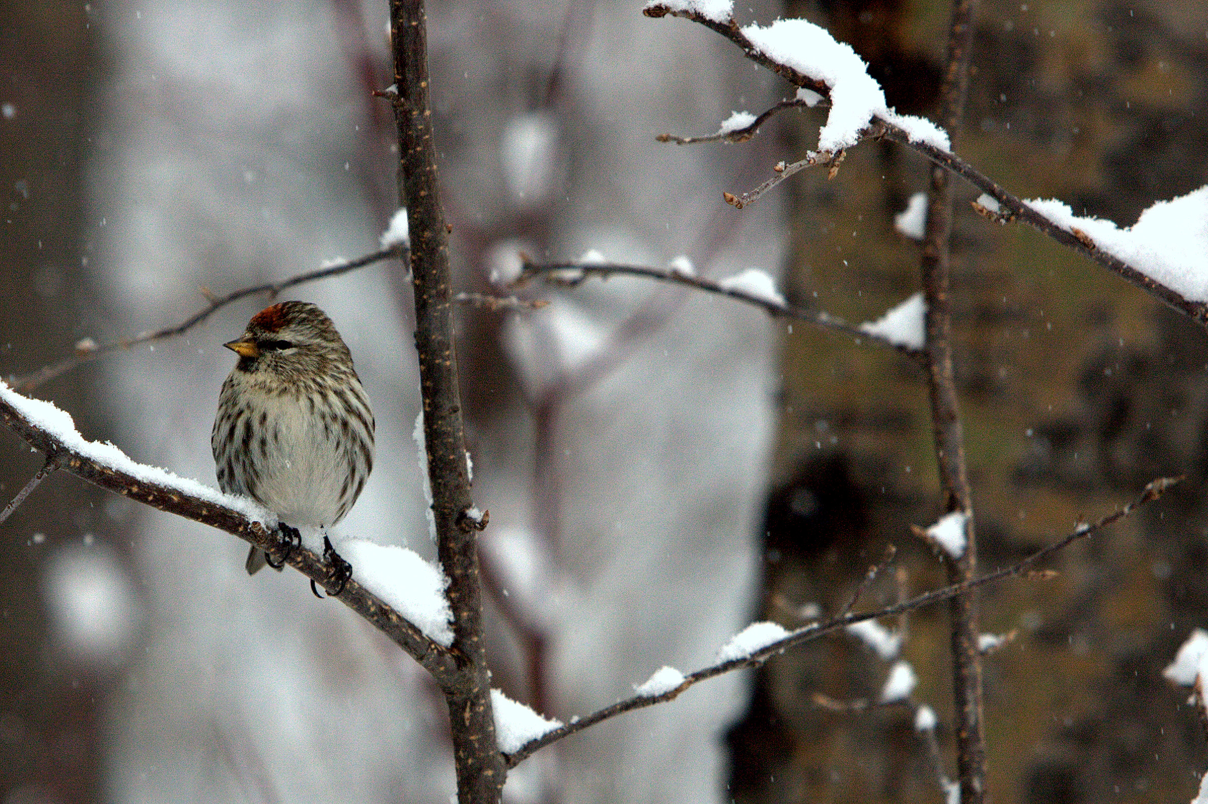 COMMON REDPOLL.JPG
