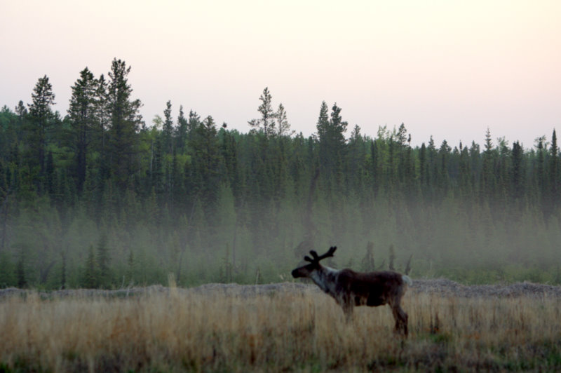 CARIBOU 2.jpg
