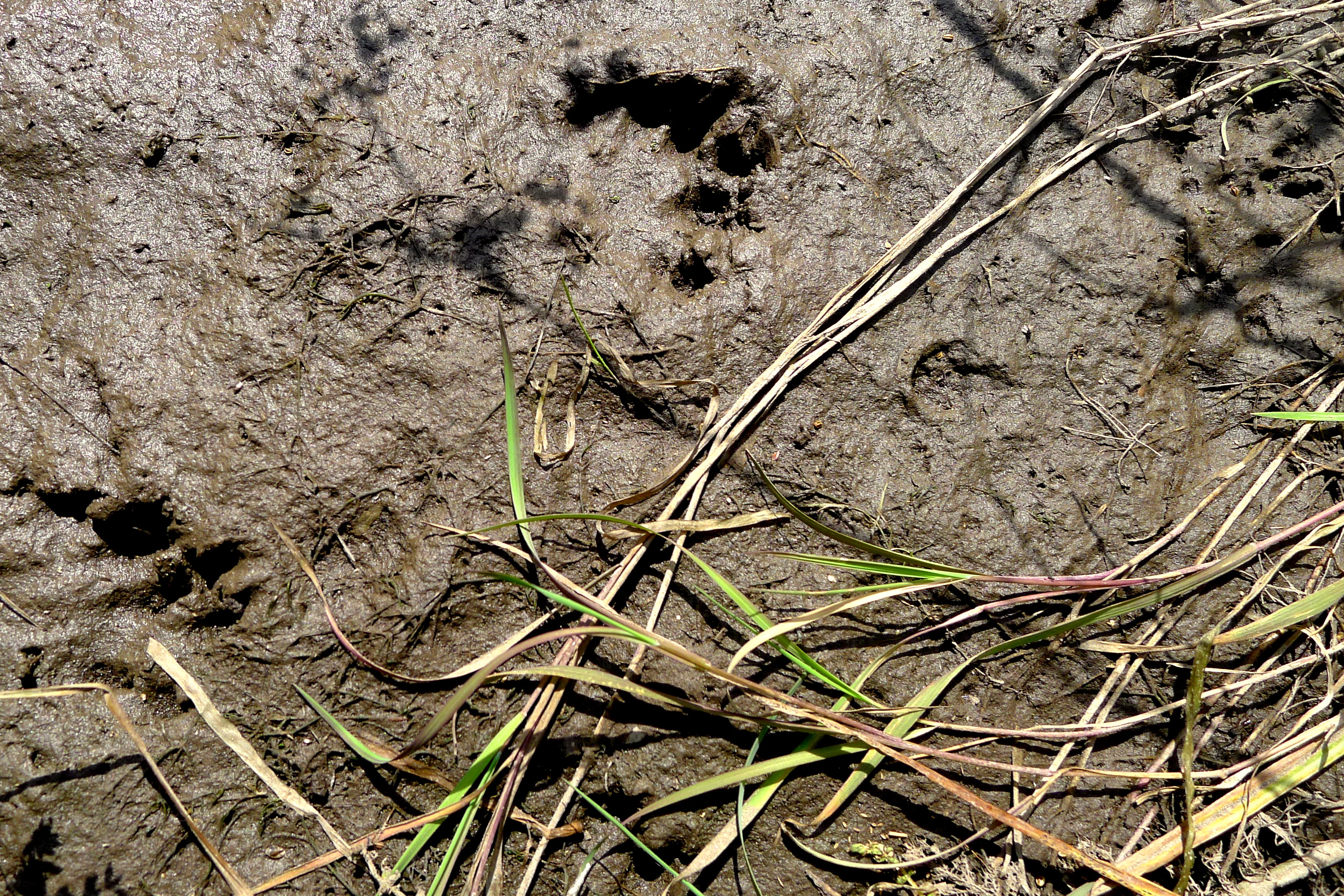 OTTER TRACK.JPG