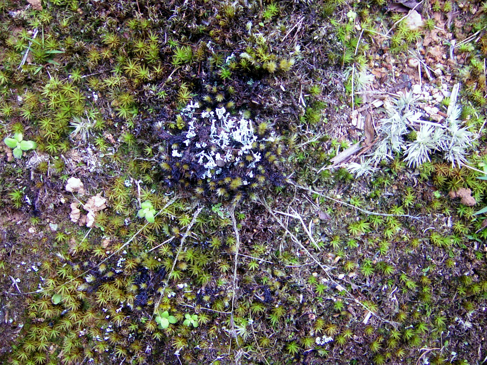 CAMOUFLAGED TRAP-DOOR.JPG