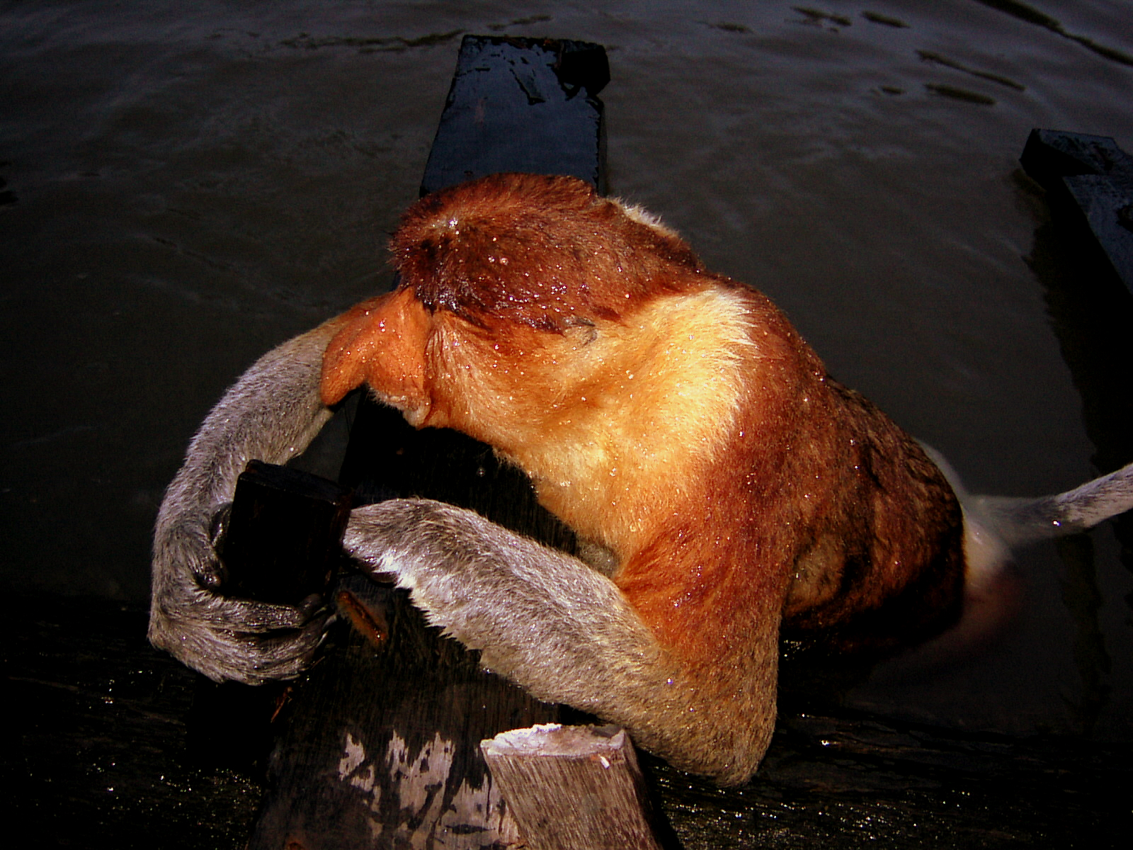 PROBOSCIS.JPG
