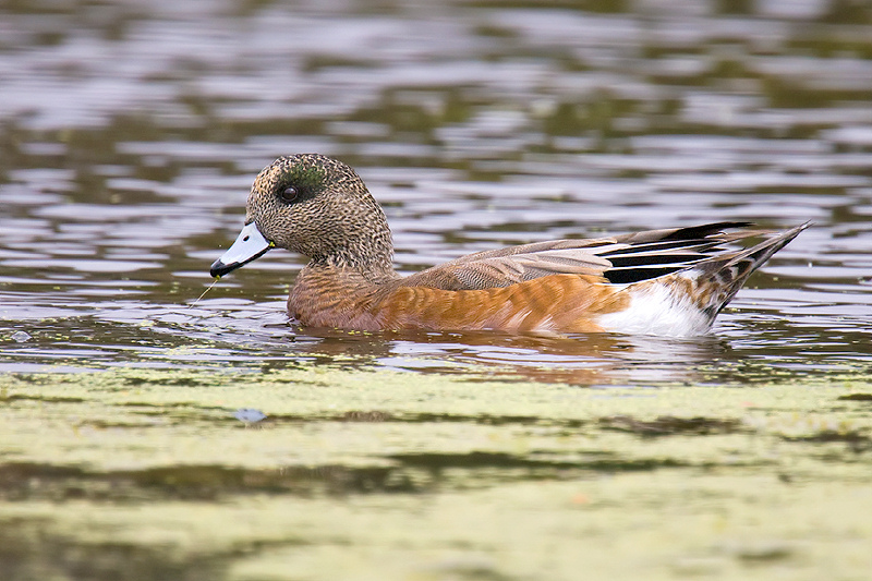 American Wigeon