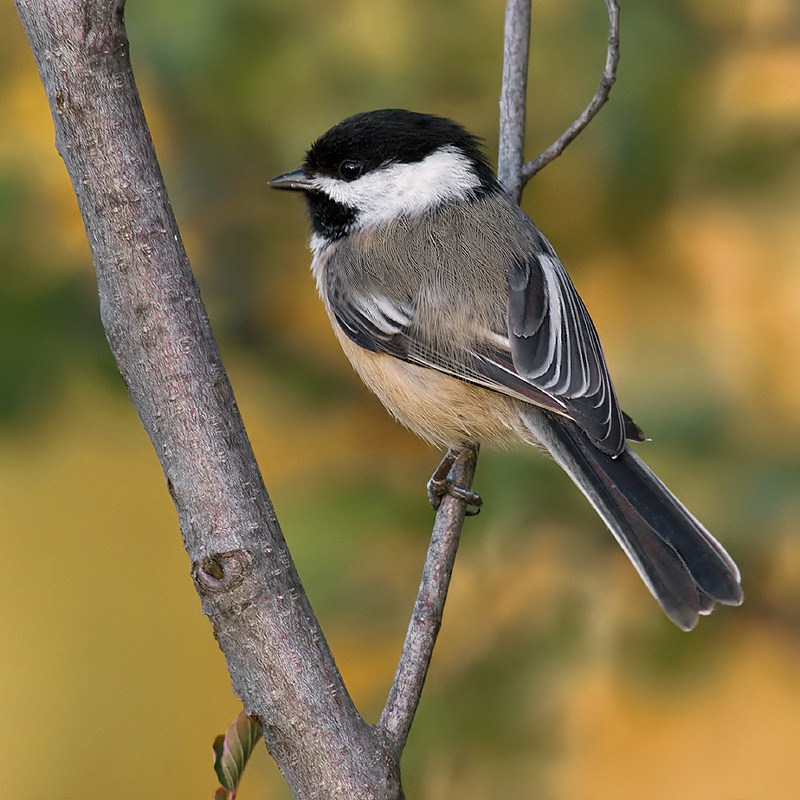 Posing Chickadee