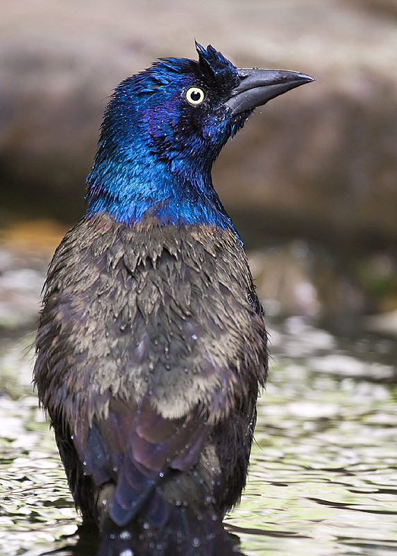 Bathing Grackle