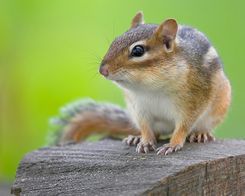 Curious Chipmunk