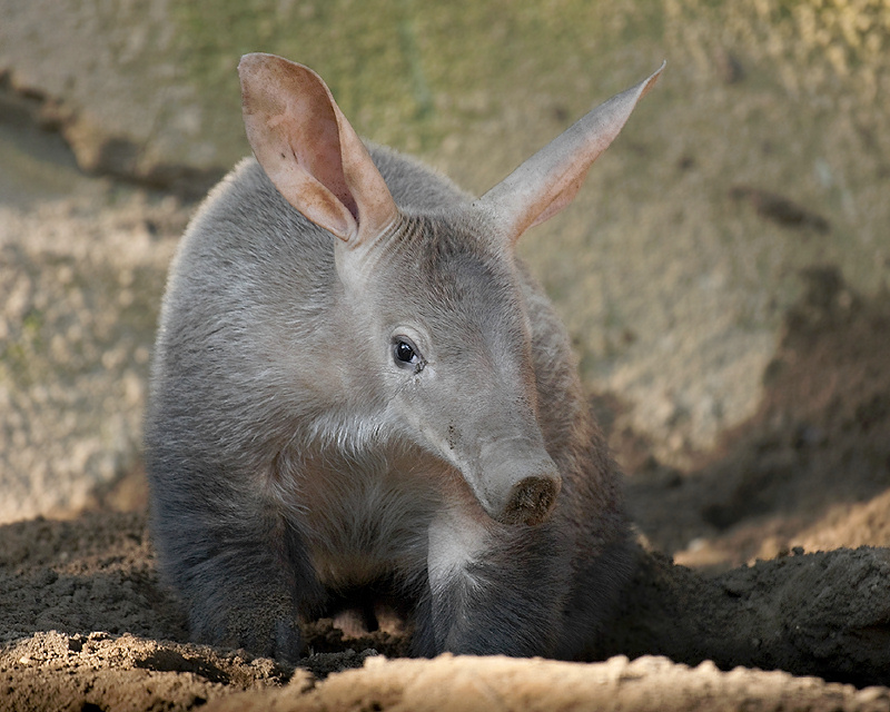 Shy Aardvark