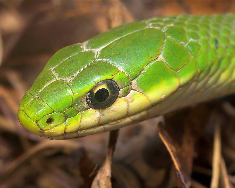 Eastern Smooth Green Snake