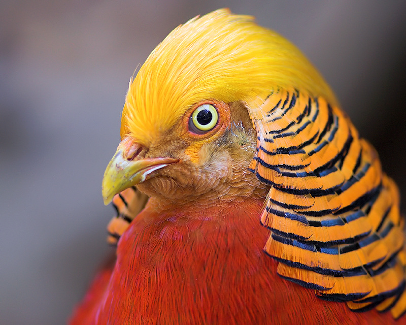 Golden Pheasant