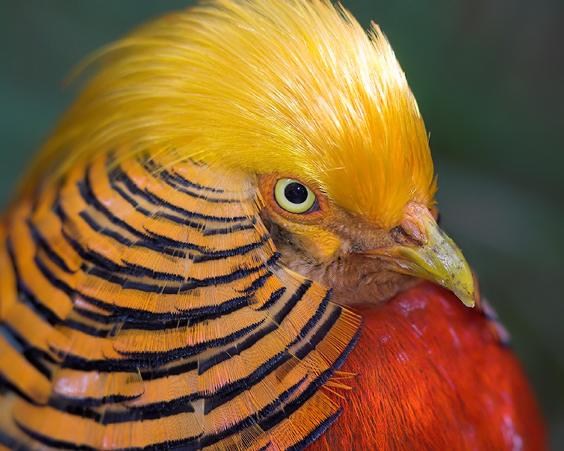 Golden Pheasant