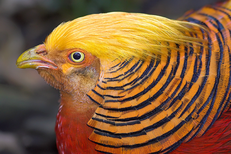 Golden Pheasant