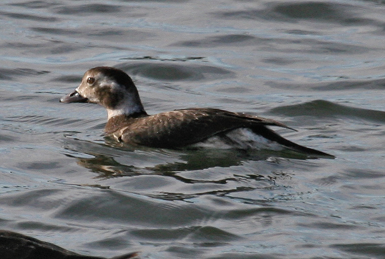 Long-tailed Duck....gender??