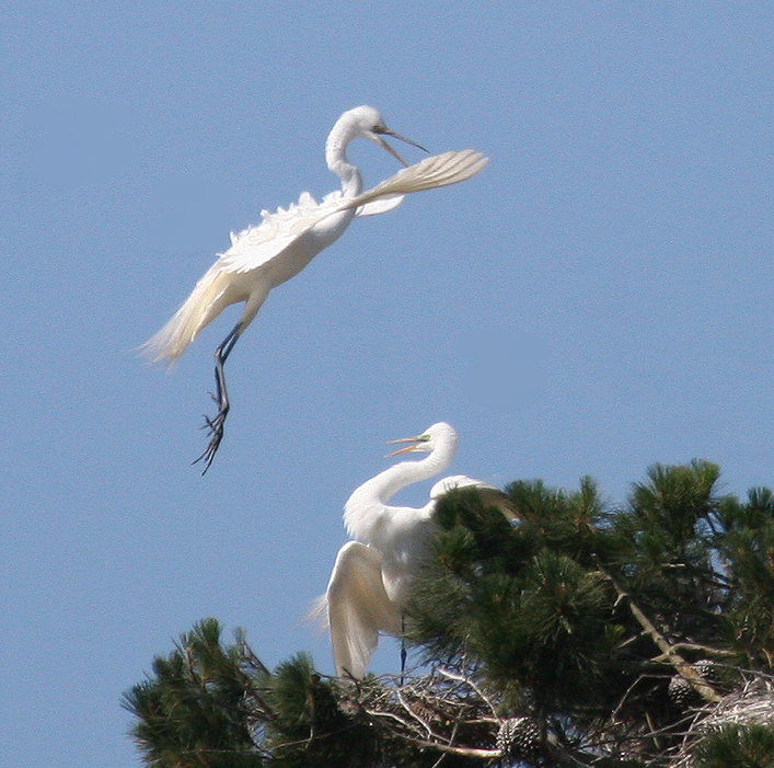 Great Egret flying in to nest