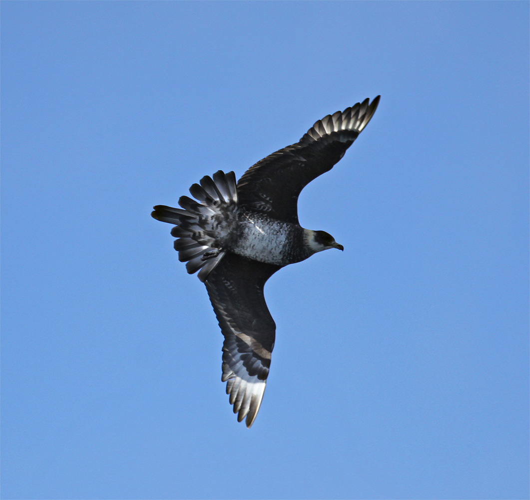 Pomarine Jaeger