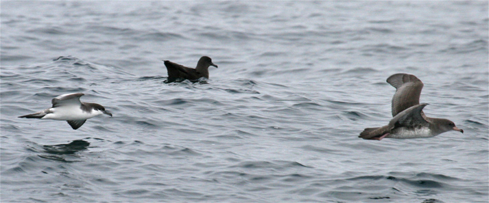 Trio of Shearwaters