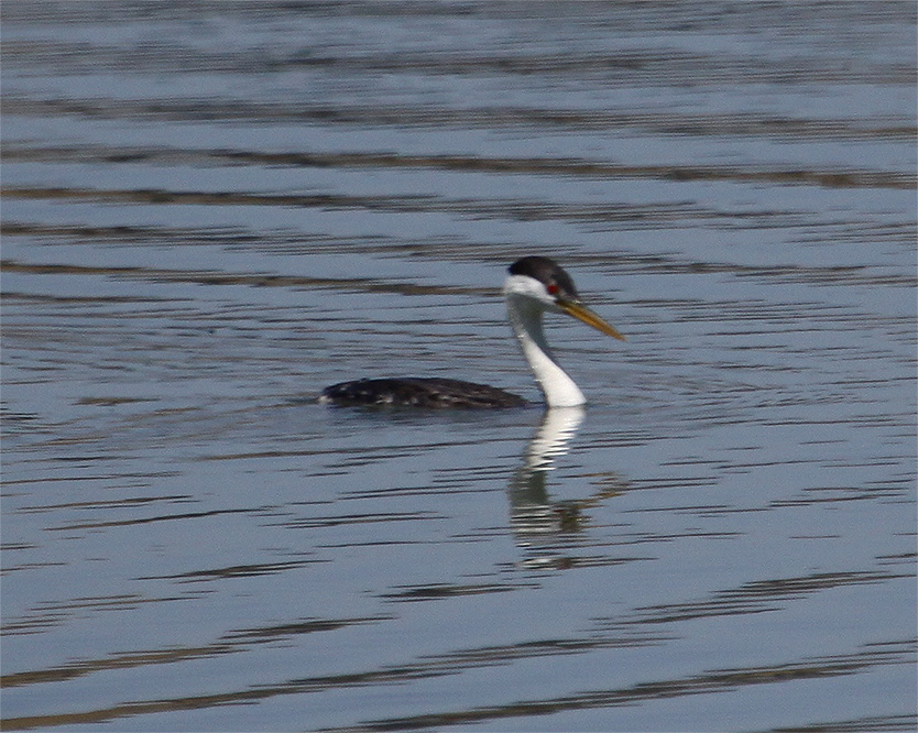 Grebe-6.jpg