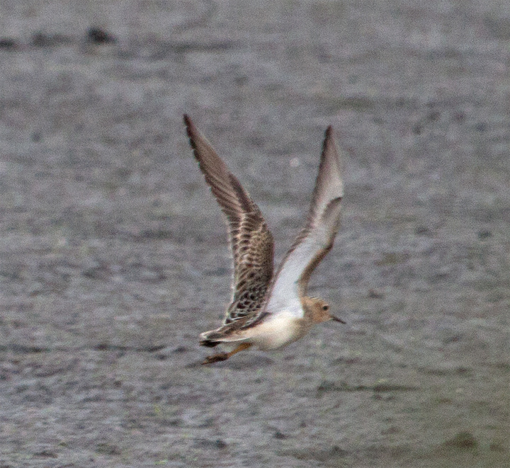 Shorebird in flight