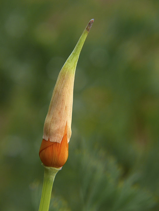 Poppy Cap