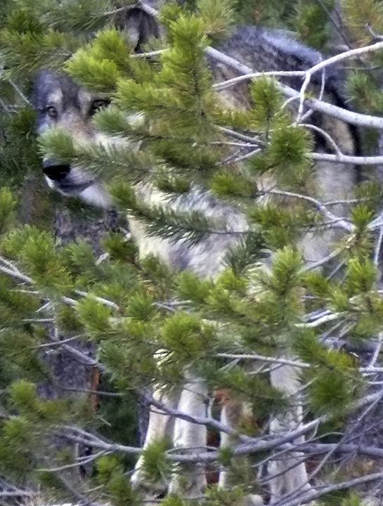 Elusive Wolf