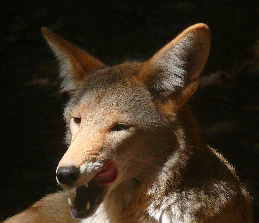 Coyote