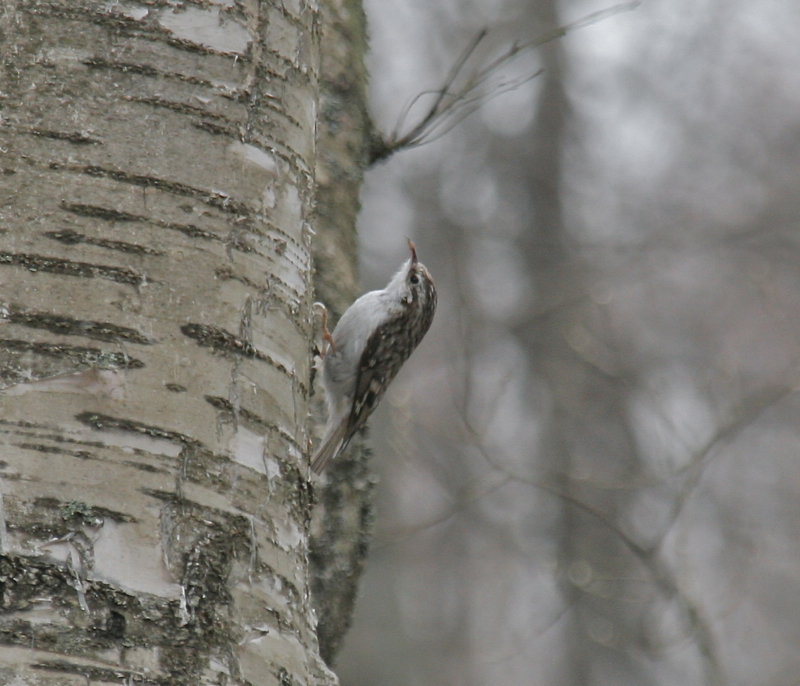 Trdkrypare (Treecreeper)