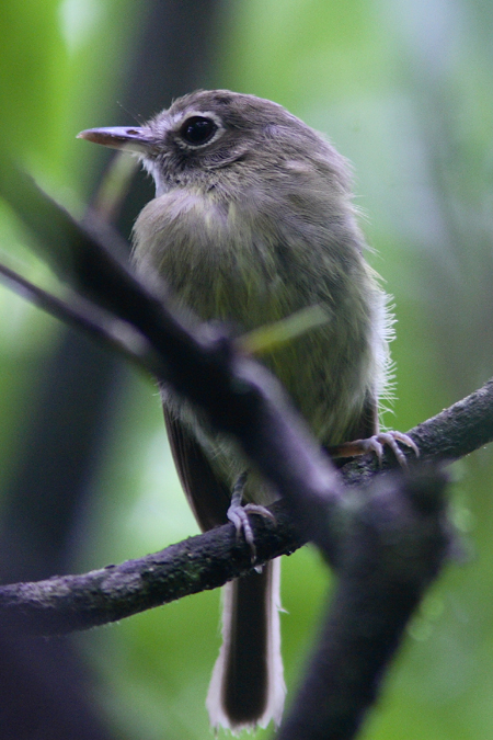 Eye-ringed Tody-Tyrant