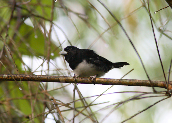 Cone-billed Tanager