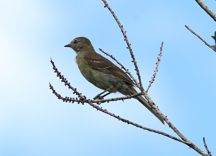 Small-headed Elaenia