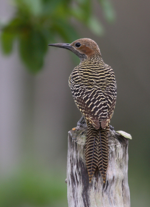 Fernandinas Flicker
