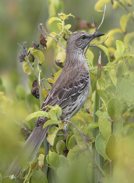 Bahama Mockingbird
