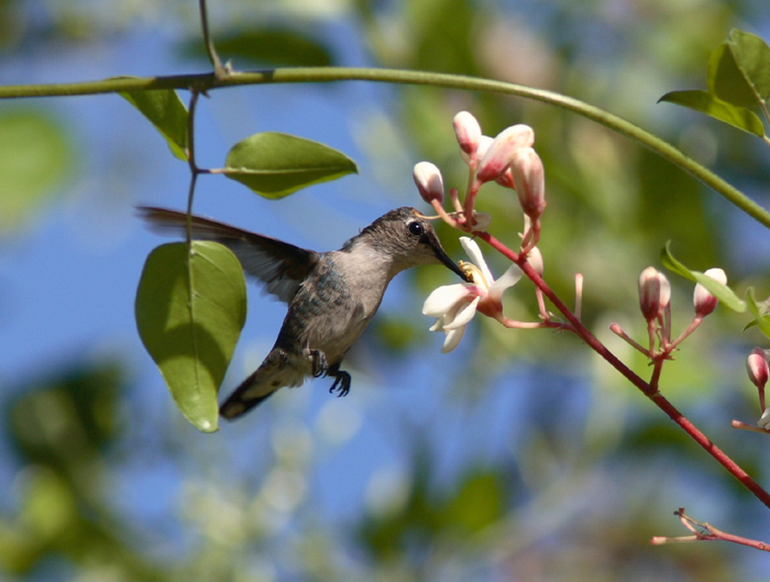 Female Bee Hummingbird