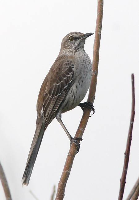 Bahama Mockingbird