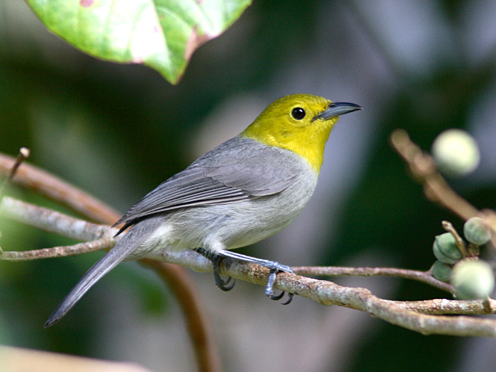 Yellow-headed Warbler