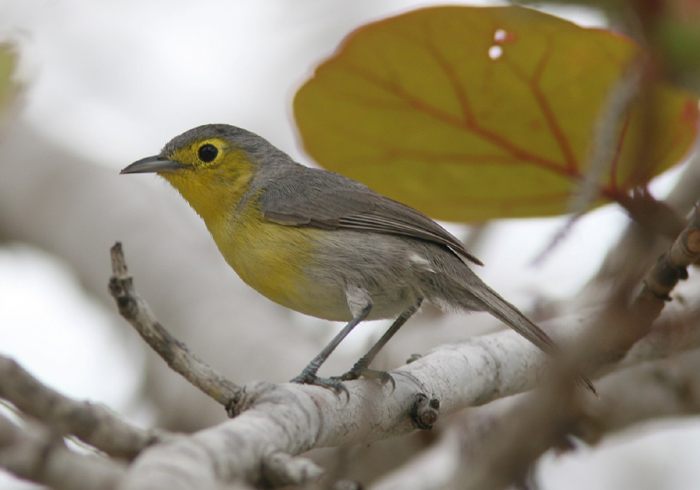 Oriente Warbler