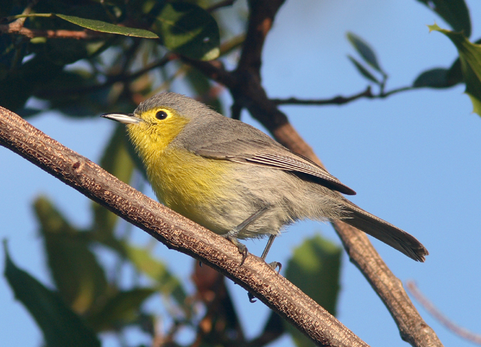 Oriente Warbler