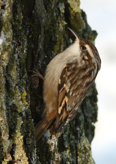 Short-toed Treecreeper