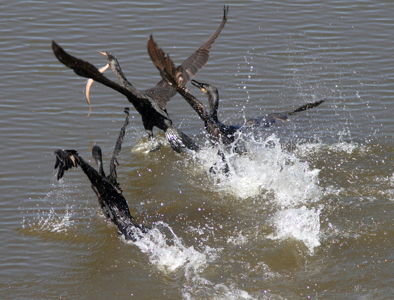 Neotropic Cormorant