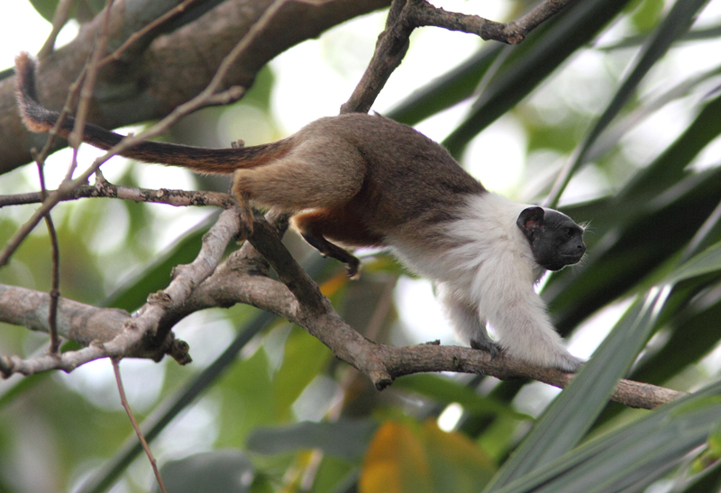 Brazilian bare-faced (Pied) Tamarin