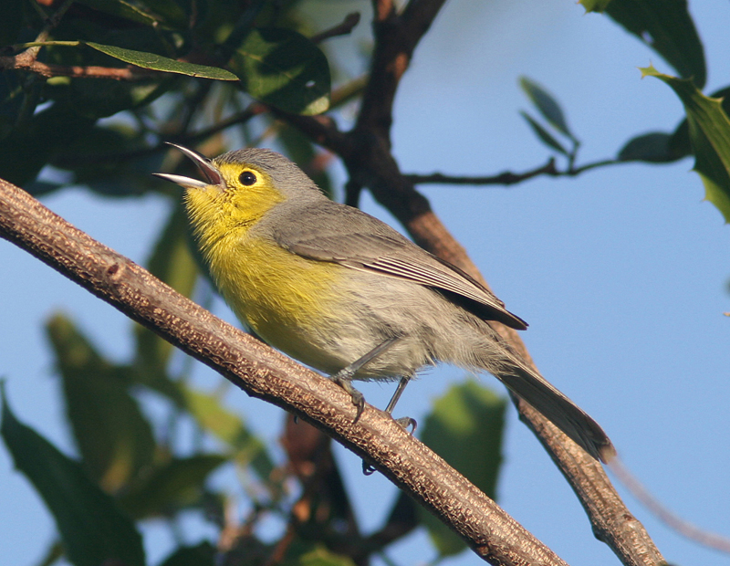 Oriente Warbler
