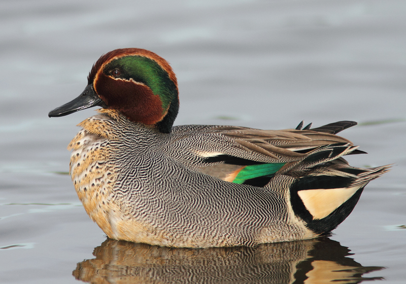 Common Teal