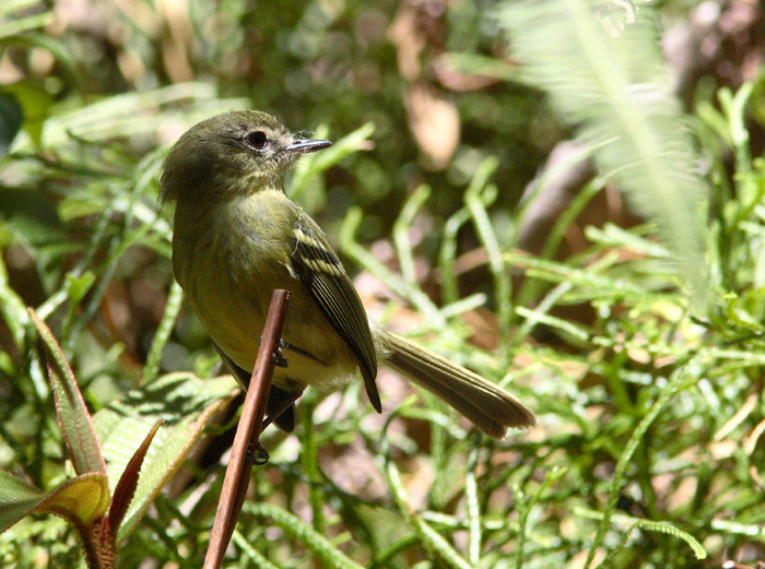 Mottle-cheeked Tyrannulet