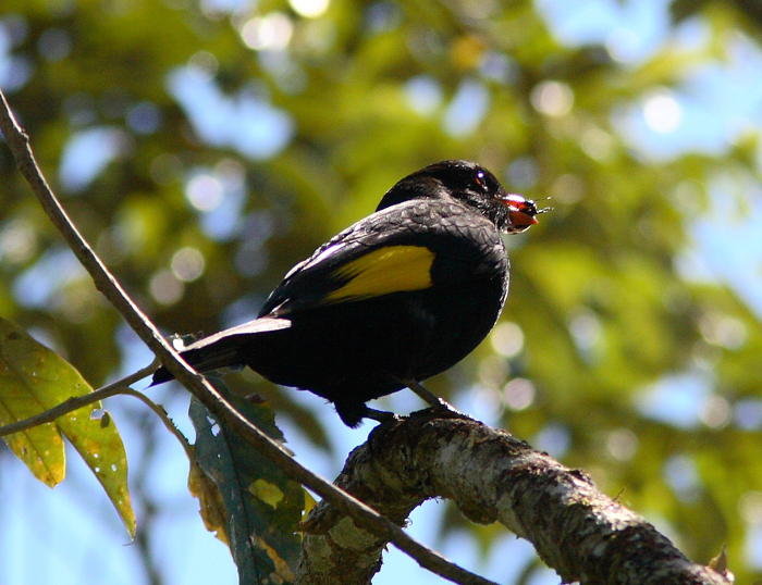 Black-and-gold Cotinga